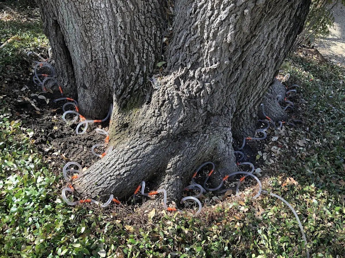 Detailed Tree Cabling and Bracing job site in Kandiyohi