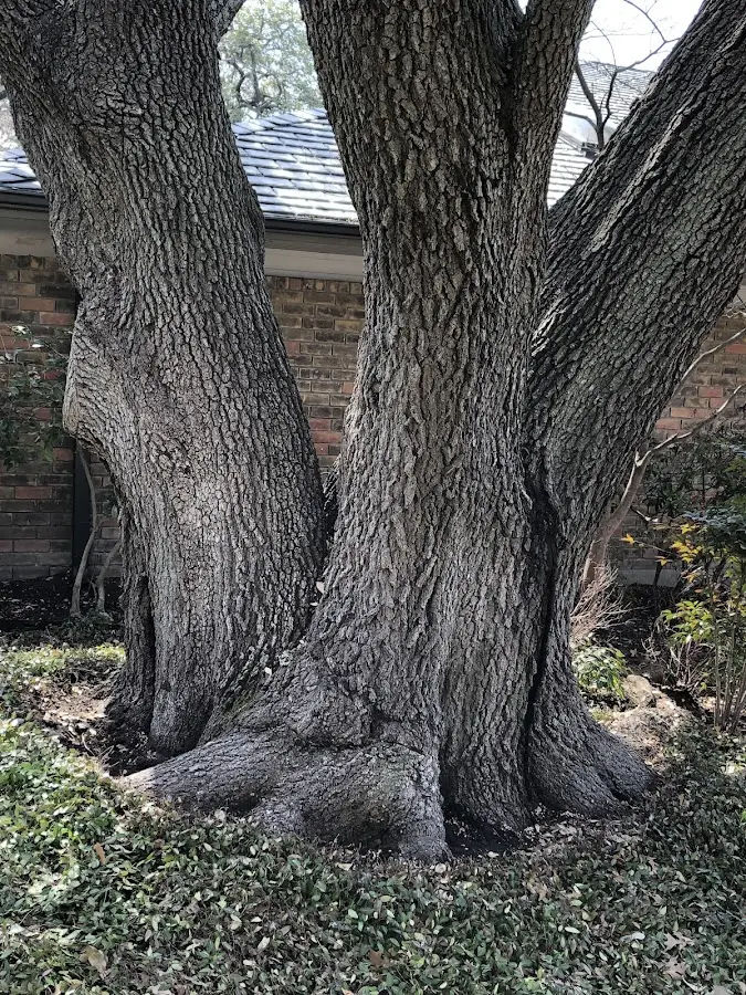Mature heritage tree close to a Kandiyohi property cared for by certified arborists